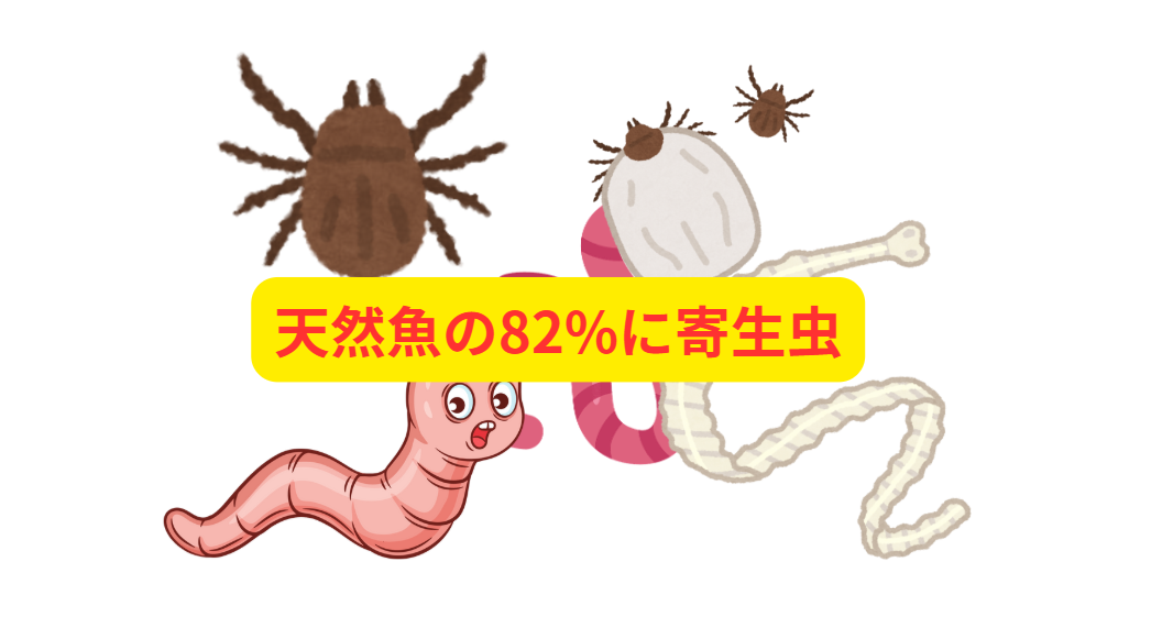 天然魚の825に寄生虫が存在する。釣太郎