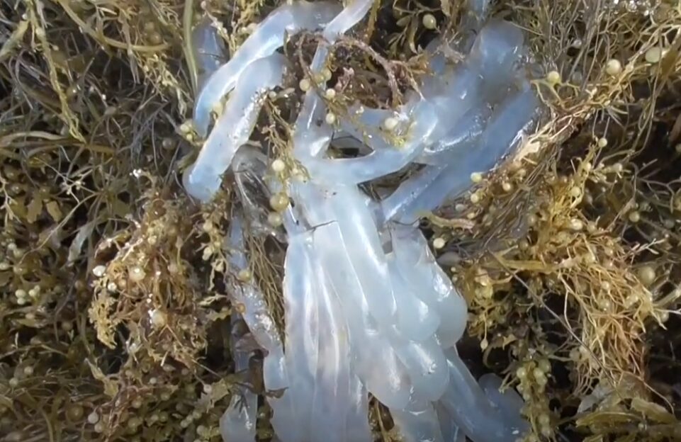 海草とともにビーチに打ち上げられたアオリイカの卵。釣太郎