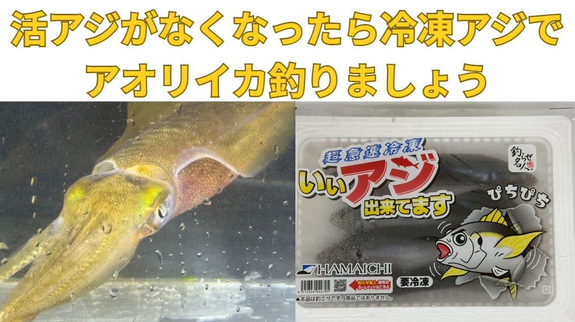 【ヤエン釣り師の皆様へ】活アジ切れでも諦めない！冷凍アジで新たなアオリイカを狙いませんか？釣太郎