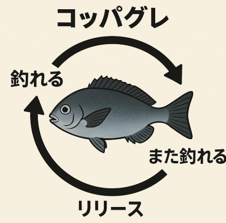 コッパグレは一生に数回～十数回釣られている可能性が高い。釣太郎