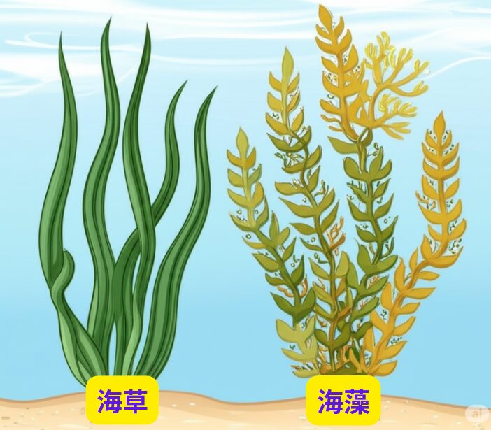 海草と海藻の違い説明。わかりますか？釣太郎