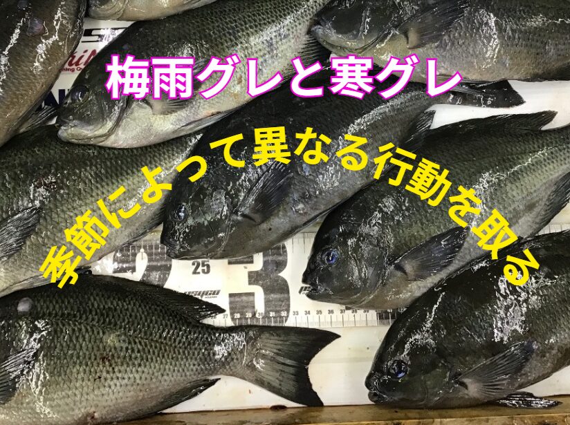 寒グレと梅雨グレは、同じメジナ（グレ）ですが、季節によって異なる行動を取る。釣太郎