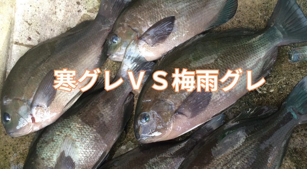 【徹底比較】梅雨グレ vs 寒グレ！フカセ釣り入門、釣太郎