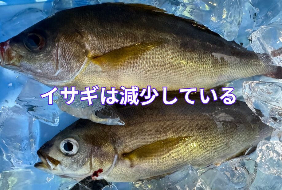 イサギはかつて「堤防でも爆釣できる」魚でしたが、現在は水温上昇や漁獲圧の増大により、全国的に減少傾向にあります。釣太郎