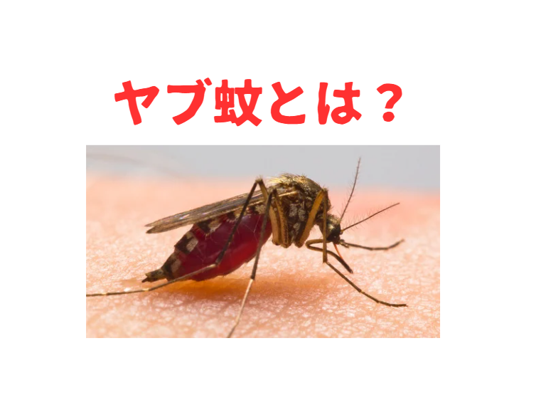 ヤブ蚊（ヒトスジシマカ）と普通の蚊（アカイエカ）の決定的な違い。釣太郎
