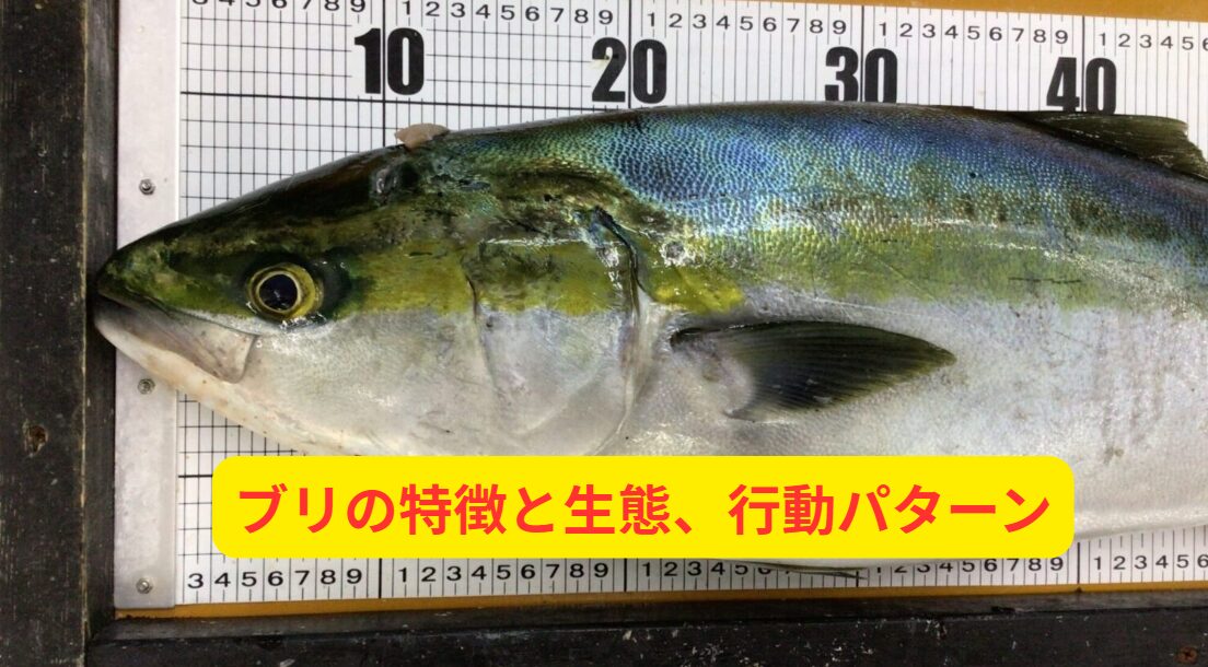 ブリの特徴と生態、行動パターンを徹底解説!何を食べているのかも紹介。釣太郎