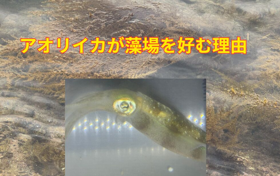 アオリイカは一年を通して藻場を生活の拠点としていることが多い理由。釣太郎