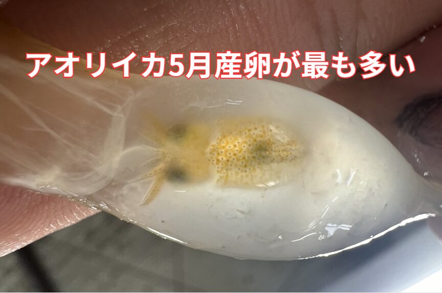 アオリイカは年中産卵するが、月が最も多い。釣太郎