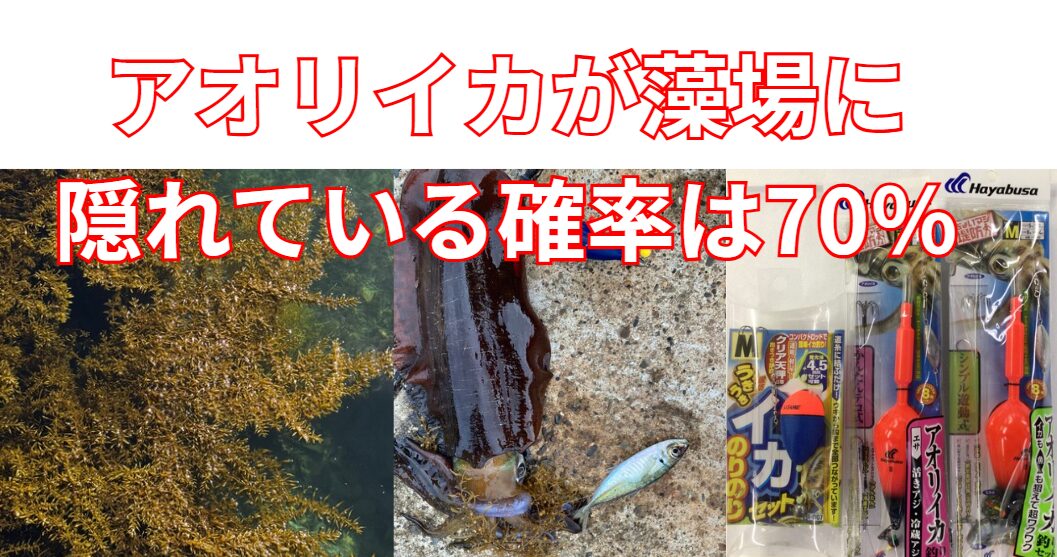 藻場はアオリイカの巣窟。ウキ釣りがおすすめ。釣太郎