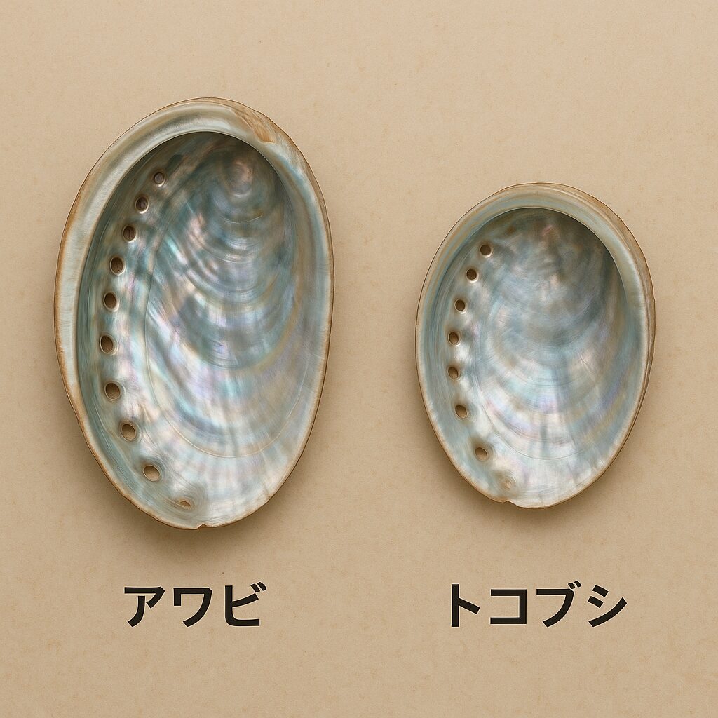 空の内側が違う。強い虹色の真珠光沢があればアワビ、落ち着いた光沢で細かな凹凸が見られればトコブシ。釣太郎