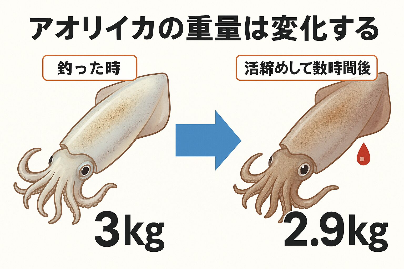 魚介類の水分は鮮度とともに失われていくため、アオリイカも同様に活締めすれば軽量化する。釣太郎