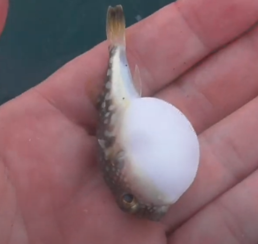 南紀でのフグ釣りは「エサ取り地獄」。釣太郎