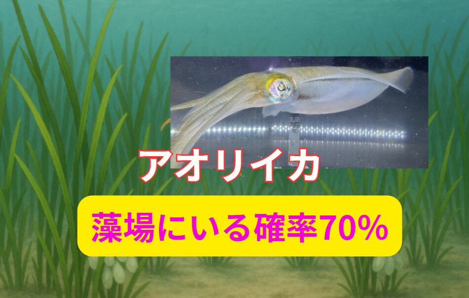 アオリイカは海藻が生い茂っている場所には70%の確率でいるので、これをどう攻略するかが決め手。エギングやヤエンが厳しい時は、ウキ釣りの出番。釣太郎