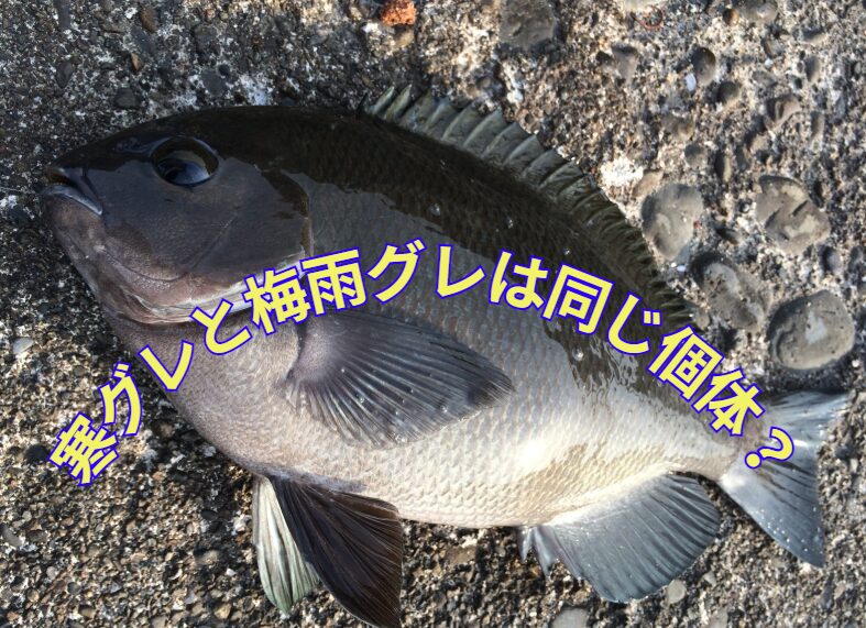 梅雨グレと寒グレは同じ個体なのか?別種か?フカセ釣り入門。釣太郎