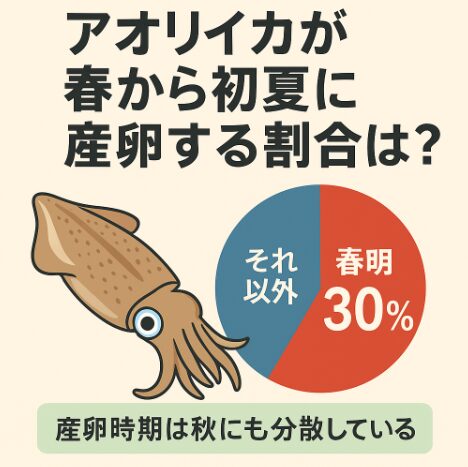 春〜初夏（4〜6月）に産卵するアオリイカ個体は、おおよそ全体の30〜40％程度。釣太郎