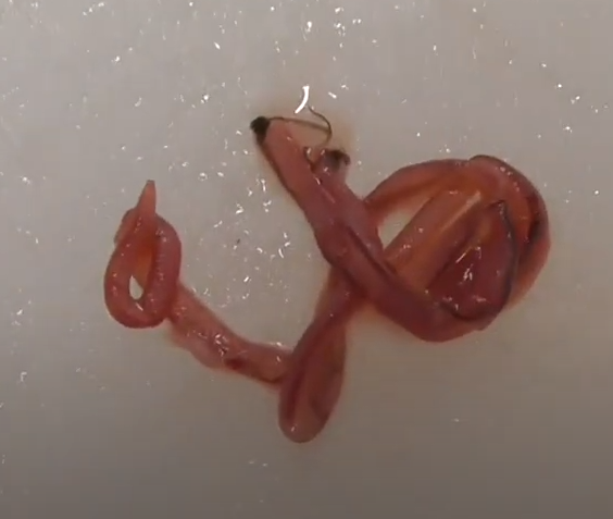 ブリの寄生虫は糸状虫。釣太郎