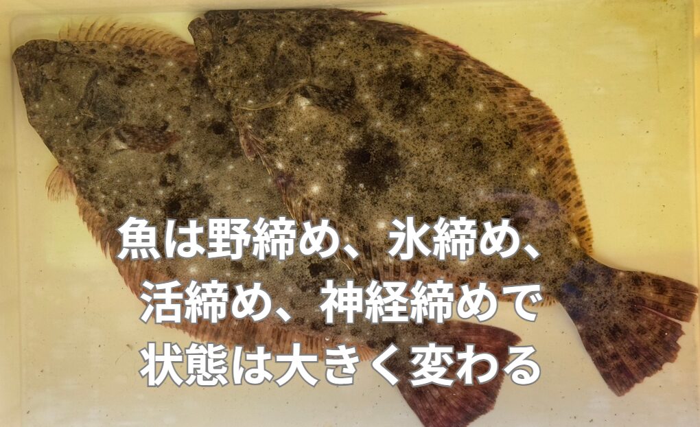 ヒラメの締め方で鮮度が激変！活締め、氷締め、神経締め、野締めの違いを徹底解剖。釣太郎