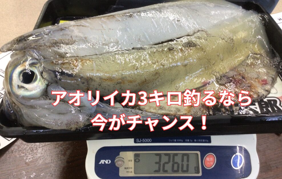 5月後半が大型アオリイカ釣りのクライマックスを迎える和歌山南紀。釣太郎