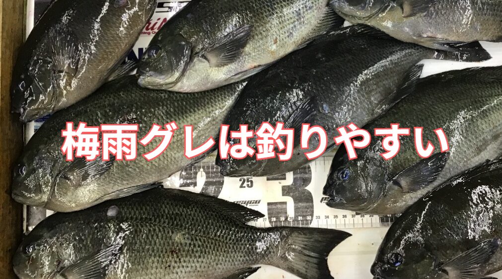 初心者でも釣りやすい梅雨グレは、南紀の期間限定釣法。釣太郎