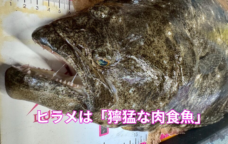 ヒラメは「獰猛な肉食魚」釣太郎