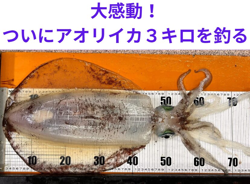 釣太郎作詞作曲「大感動！ついにアオリイカ３キロを釣る」歌。