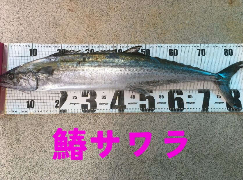 鰆(サワラ)とは?〜春を告げる魚の代表格〜。その特徴とと生態説明。釣太郎