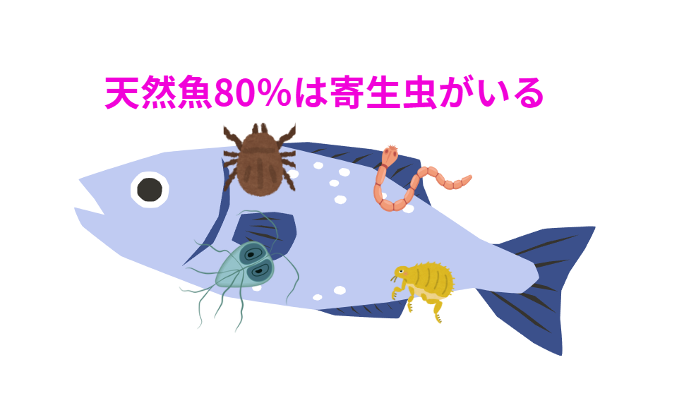 寄生虫は、70%から90%もの天然魚に見られるごく自然なこと。釣太郎