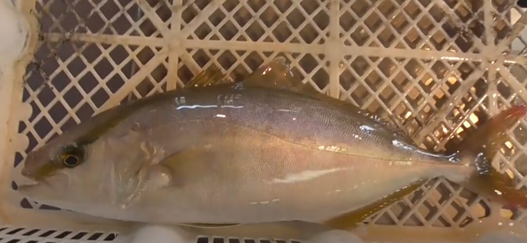 活魚は締め方により、食味が大きく変化する。釣太郎