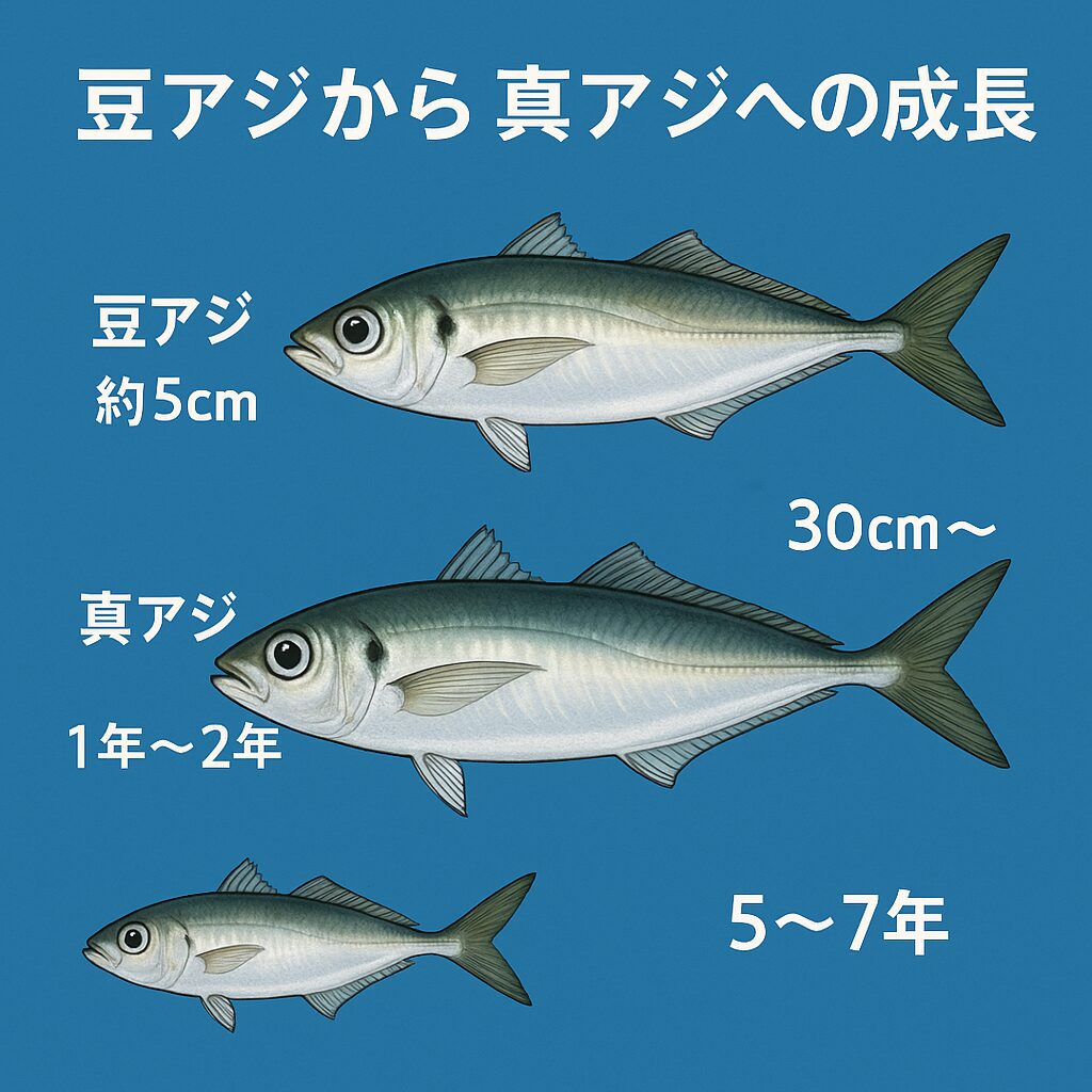 堤防で釣れる豆アジ（5cm）も、1年〜2年ほどで20cm前後の立派なアジに育つ。釣太郎