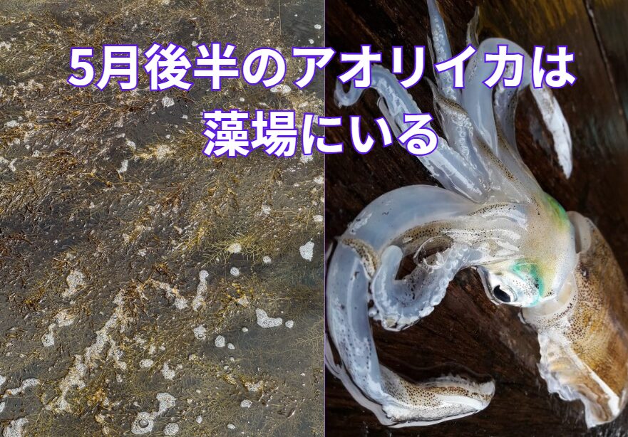5月後半の大型アオリイカは藻場にいる。釣太郎
