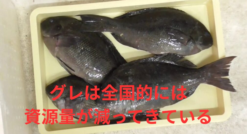 グレ（メジナ）は全国的には「資源量が減ってきている」傾向が強い。釣太郎