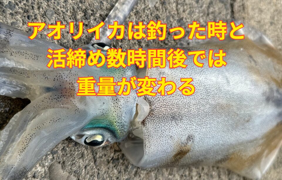 アオリイカの活締め後の重量軽量変化は 約3～7% であり、体液や墨の排出、筋肉の収縮が主な要因。釣太郎