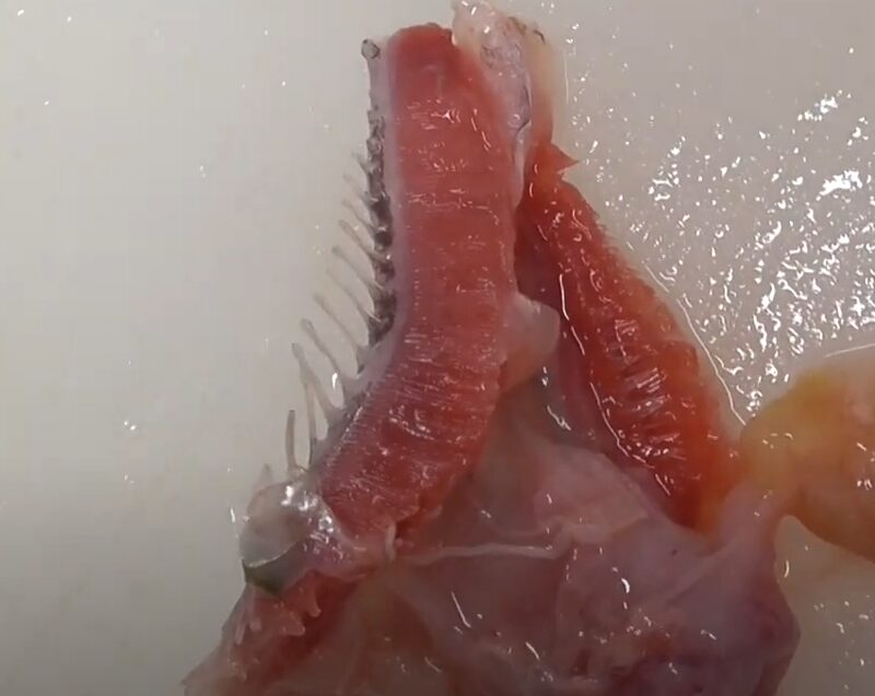 魚は、鰓が強い臭いの原因となることが多い。釣太郎