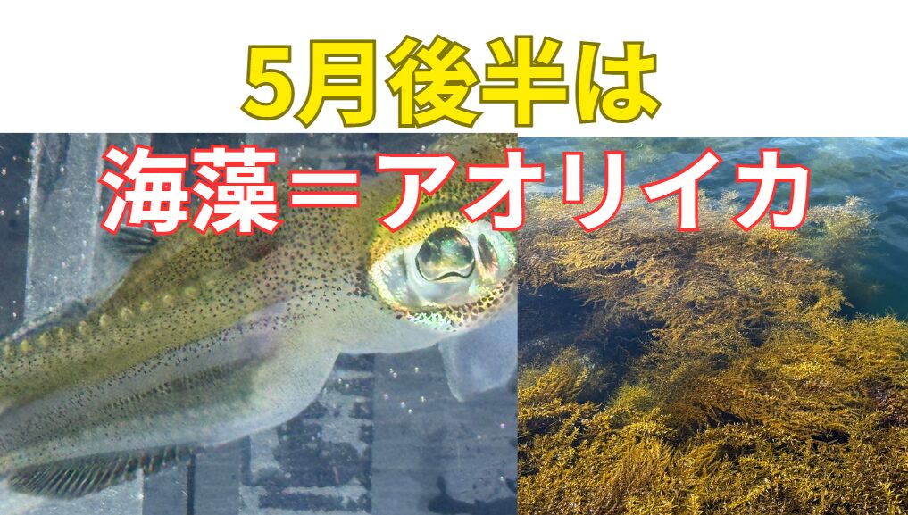 5月後半のアオリイカ釣り、アタリがないと感じたら、海藻が生い茂る藻場を丁寧に攻めるのが得策。釣太郎