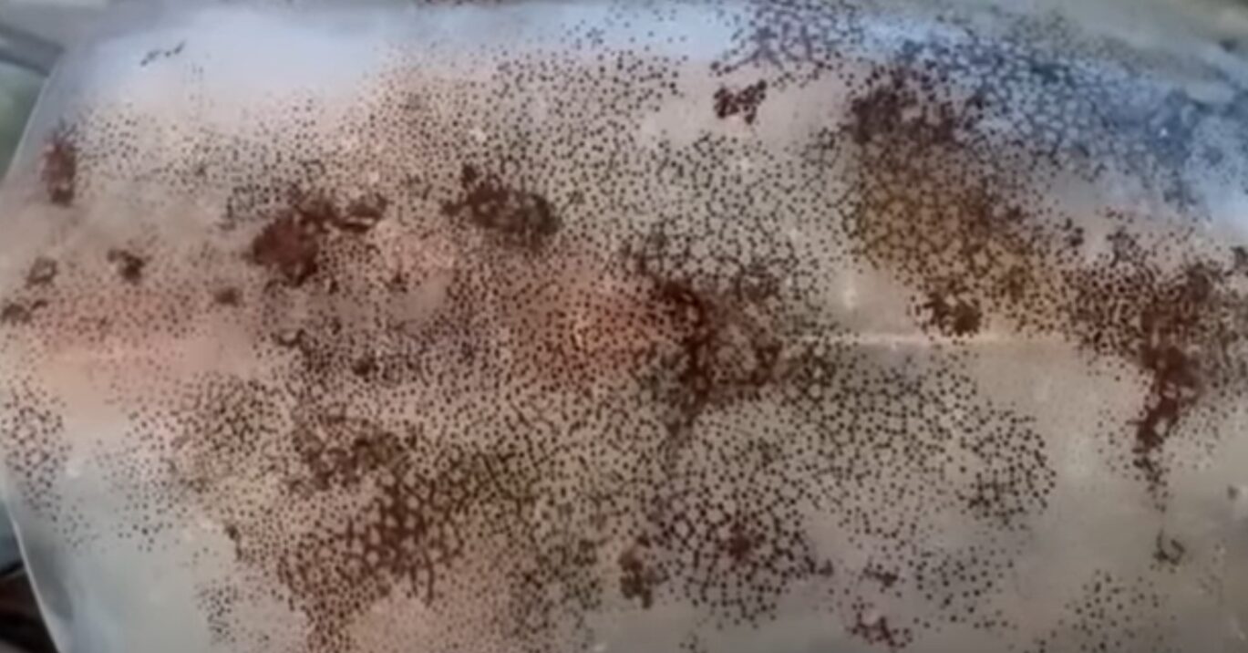 アオリイカの体表に現れる黒い斑点の正体とは？釣太郎