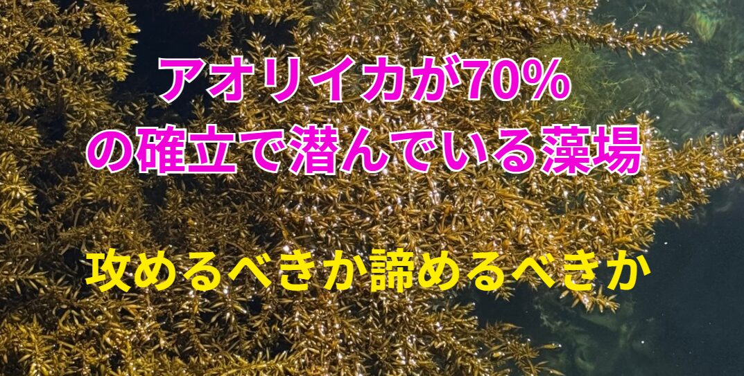 海藻が生い茂っている藻場は、アオリイカが70％の確率で潜んでいる言われる。釣太郎
