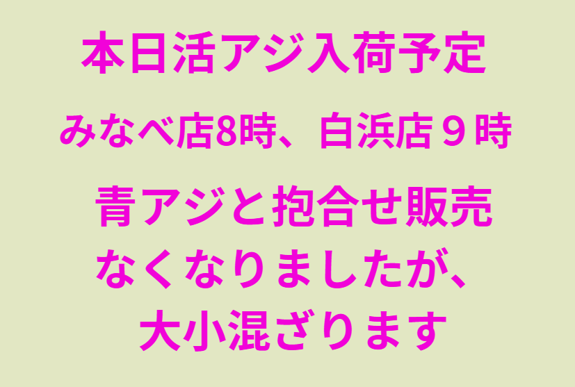 活アジ1匹275円。アオリイカ釣り用エサ。釣太郎