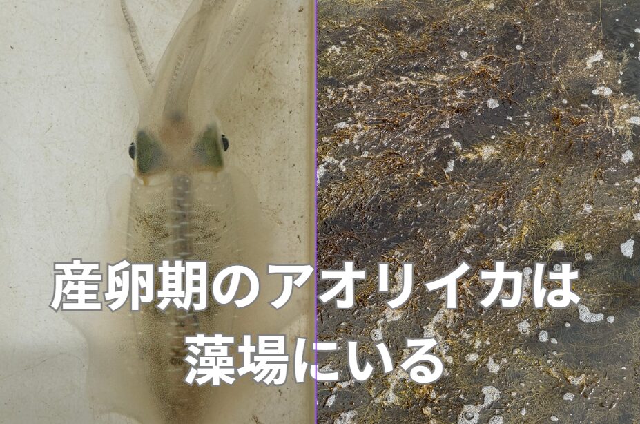 産卵期のアオリイカは高確率で海藻周辺に隠れている。釣太郎