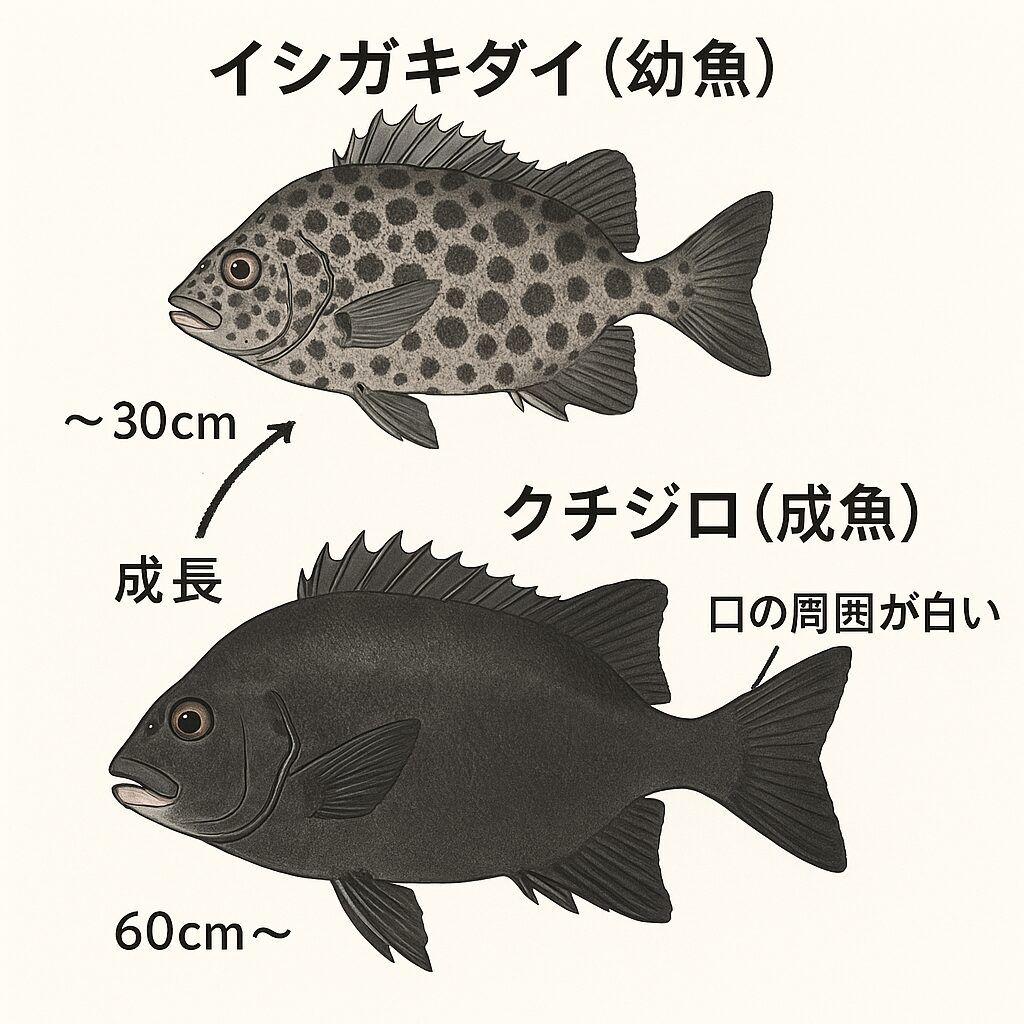 クチジロ(口白)とは、成長したイシガキダイ(石垣鯛)の通称であり、 特に60cm以上の大型個体がこの名で呼ばれます。その名の通り、口の周囲が白くなる。釣太郎