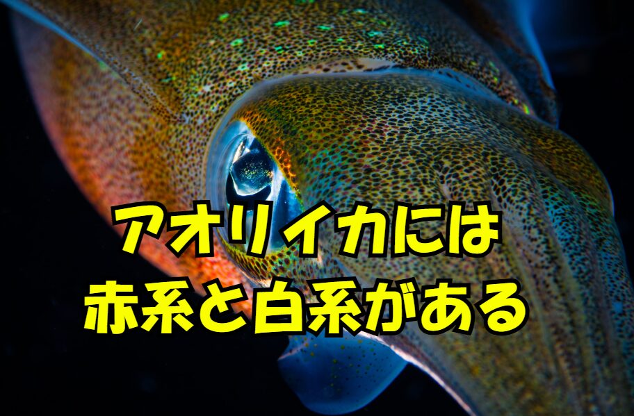 アオリイカは赤系と白系に分かれる。釣太郎