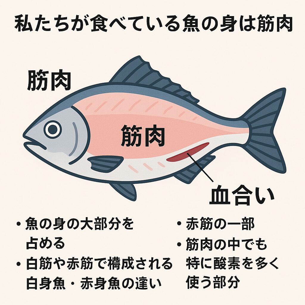 日頃食べている魚の身は筋肉部分。釣太郎