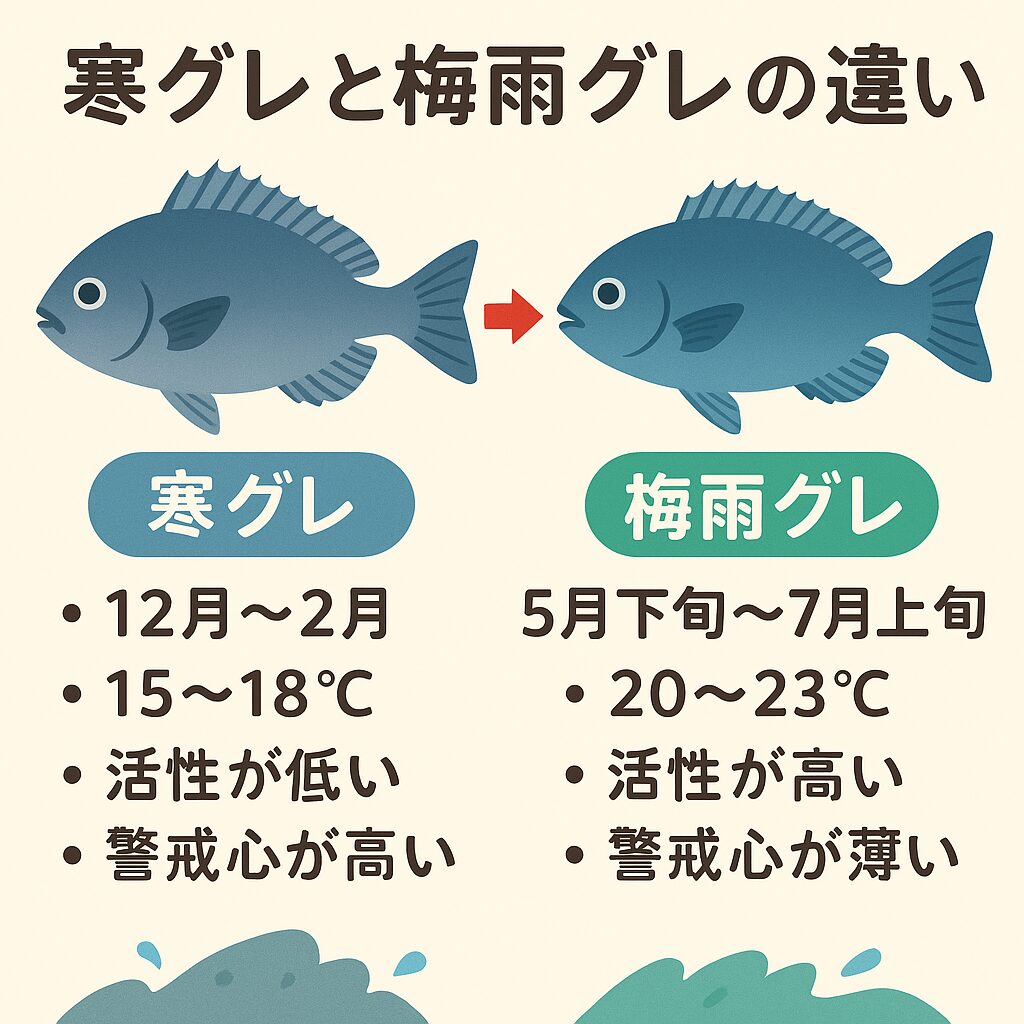 寒グレは敷居が高いが、梅雨グレは初心者にもチャンス！釣太郎