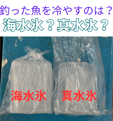 鮮魚冷却に最適なのは? 真水氷 vs 海水氷 徹底比較。釣太郎