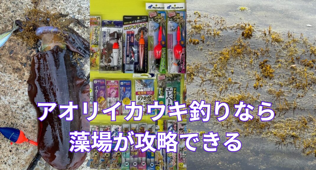 アオリイカ、ウキ釣りなら藻場が攻略できる。釣太郎