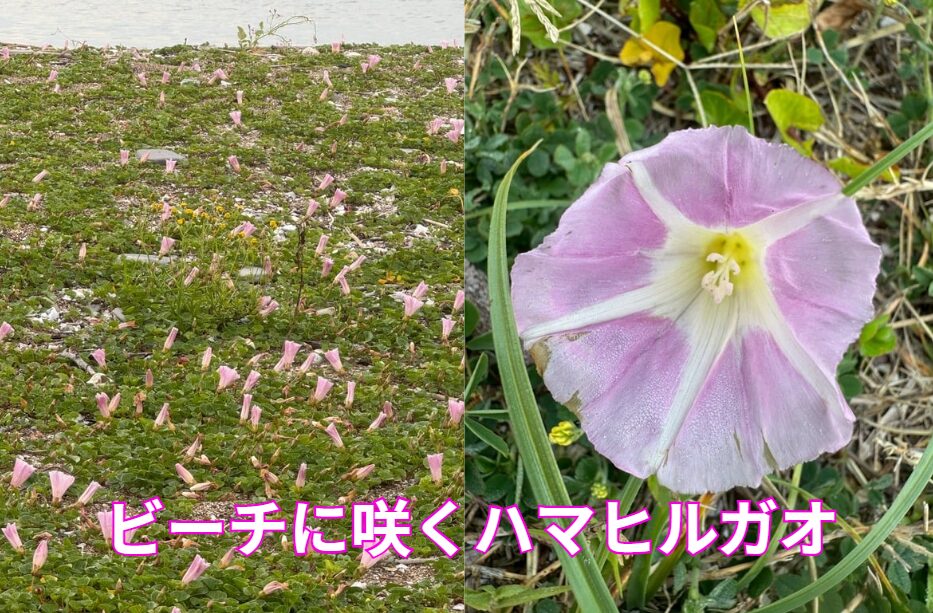 ビーチに咲く可憐な花ハマヒルガオ。この特徴説明。釣太郎