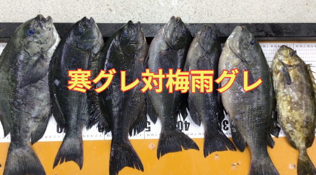 梅雨グレ vs 寒グレ：釣りやすさ・味・戦略を徹底比較！フカセ釣り入門。釣太郎