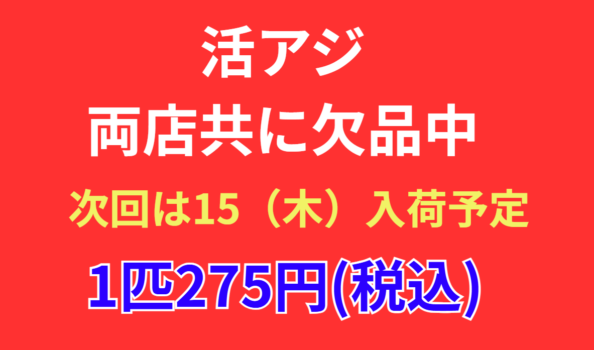 両店共に、活アジ完売しました！釣太郎