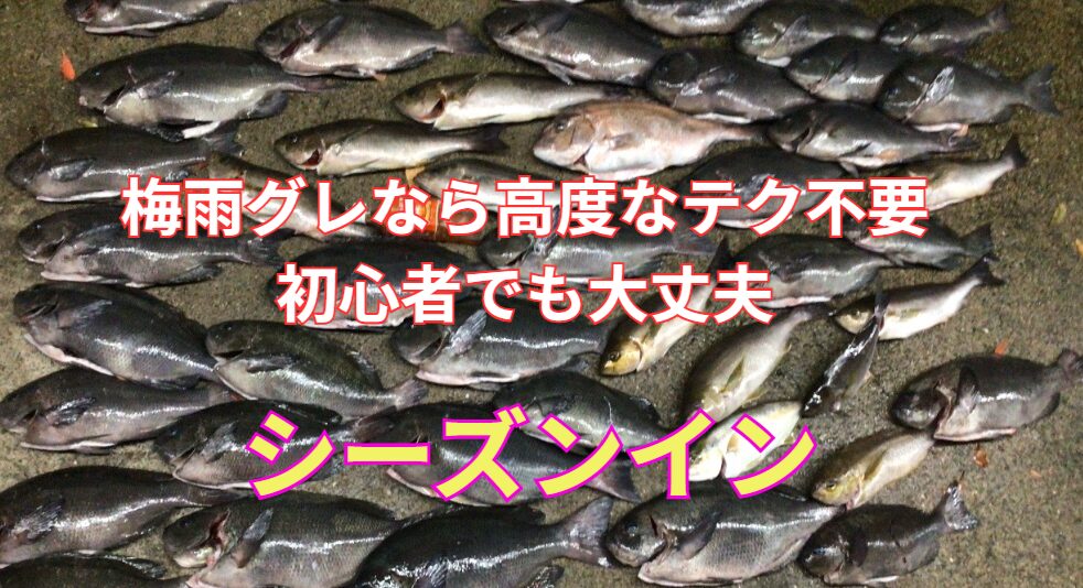 ビギナーさんでも釣れる梅雨グレ(メジナ)。釣太郎