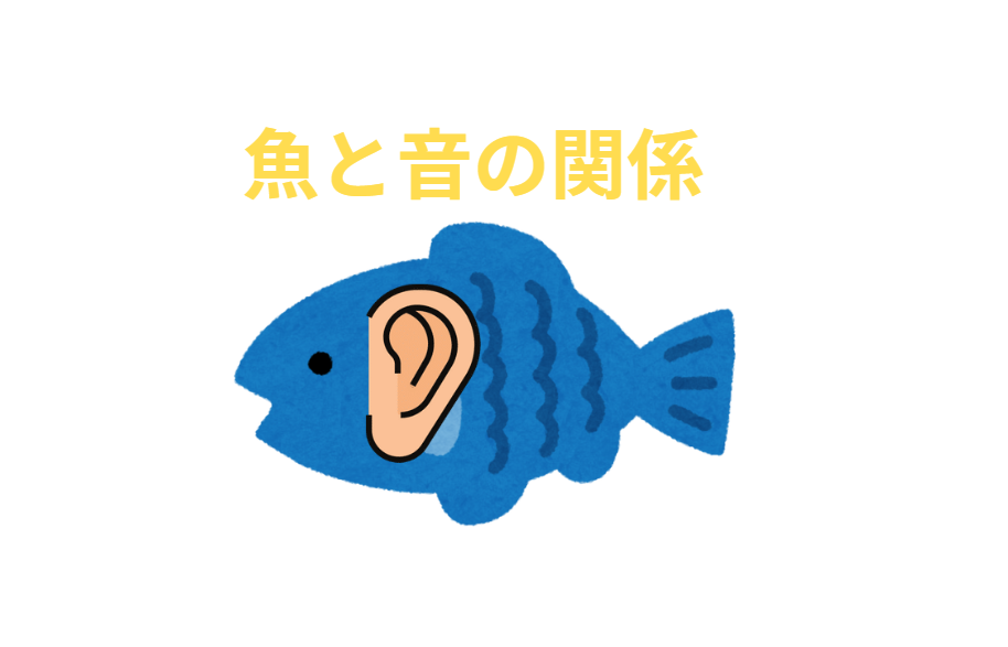 魚は体全体で音を感じている。釣太郎