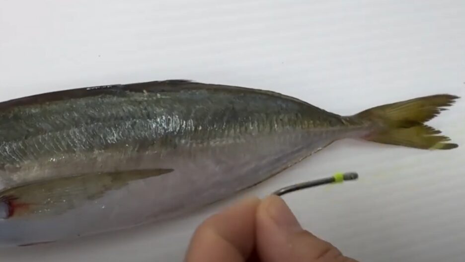 冷凍アジは活アジに比べるとゼイゴは弱いので、輪っかで結び強度を上げましょう。【アオリイカ・ヤエン釣り入門】釣太郎